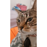 Bina linda