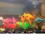 Water fish
