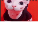 bingus is sus