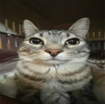 cats drip