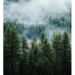 Pine Tree Pirates