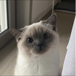 Kitten toot