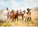 {•~ The spirit of a horse in us ~•}