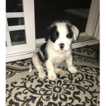 Really cute dog(:
