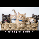 • Kittys club •