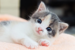 Cats love club