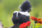 A group for skunk fans