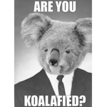 Koalafied Krazy