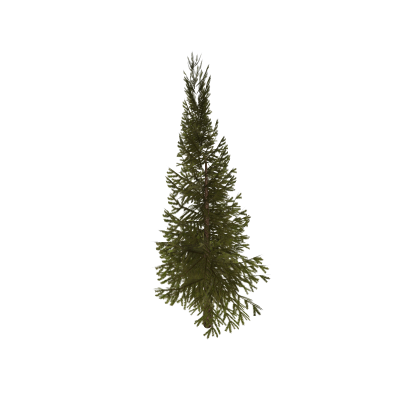 Pine tree