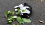 Catnip shop