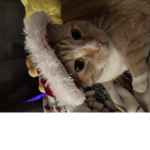 the group of mittens