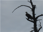 Eagles of America
