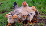 Mc Hens