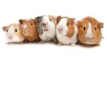 Guinea piggies! <3