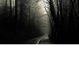 The Forest