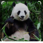 The panda groep