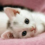 Team kittens :p