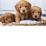 Puppy._.group