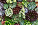 The Succulents