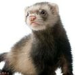 Ferrets Clothing