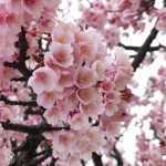 Cherry blosssomss