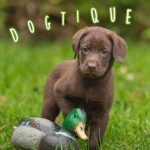 Dogtique