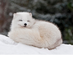 ~Arctic Fox~