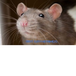 rat gatherings