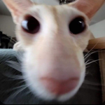 Sillypicks