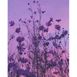 ~ᴠɪᴏʟᴇᴛs~ Hangout