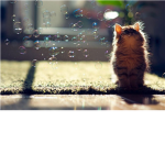 Kitties Blow Bubbles cx