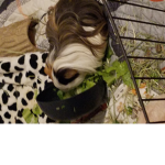 Guinea Pig Snickers