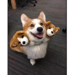 dogge trus