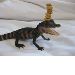 Crocodiles United BOIS