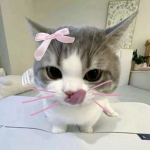 :cute kitties: