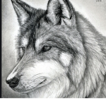 Wolfie the cute and nice wolf