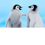 #penguins are awsome!