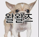 왈왈즈