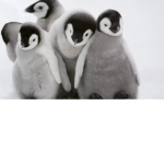 a8bws crew