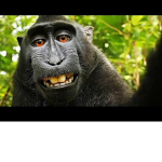 The monos xd