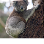 KaiKoala