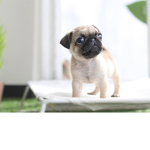 Cute pugs army
