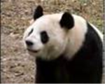 Panda Club