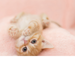 Kids for kittys