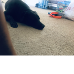 Dog ###### Dog ######
