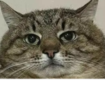 I love cats and cats