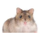 THE HAMSTER GROUP THAT IS COOL