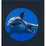 •..Shark Cult..•