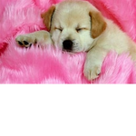 Puppyloverrs