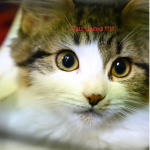 Catz United fight group